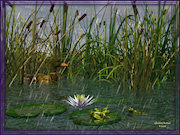 Summerrain.jpg (149849 bytes)