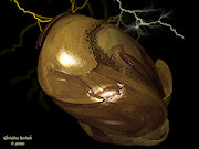Alienegg.jpg (98469 bytes)