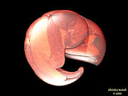 Embryo.jpg (75759 bytes)